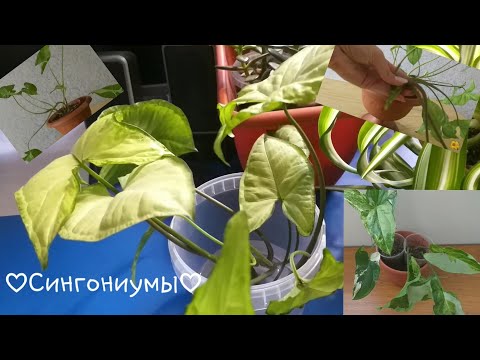 Видео: Комнатные растения🌱Сингониум Вайт Баттерфляй🌷Жадэ🍀Империал Вайт🍀Формирование🌿размножение🌷пересадка