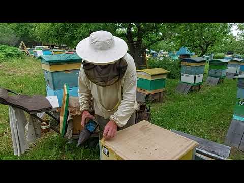 Видео: Пчеловодство № 117 Метод деления на пол-лёта. Фильм 2.