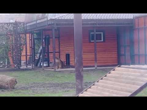 Видео: 07.11.2025г Шерхан обнаружен в зимнем доме, либо настил для ТВ клали, либо эл. подогрев включили. 