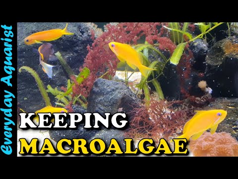 Видео: КАК СОДЕРЖАТЬ МОРСКИЕ МАКРОВОДОРОСЛИ В РИФОВОМ АКВАРИУМЕ | ПОЛНОЕ РУКОВОДСТВО ДЛЯ НАЧИНАЮЩИХ: риф...