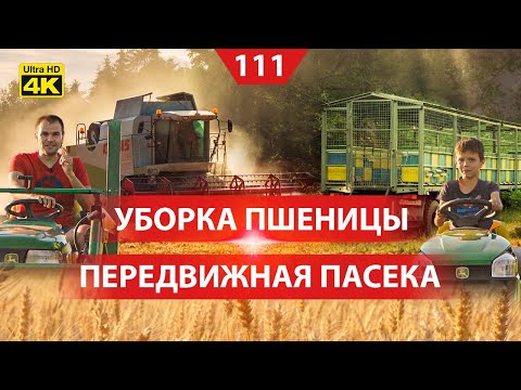 Видео: Уборка пшеницы, первый день. Передвижная пасека в фургонах