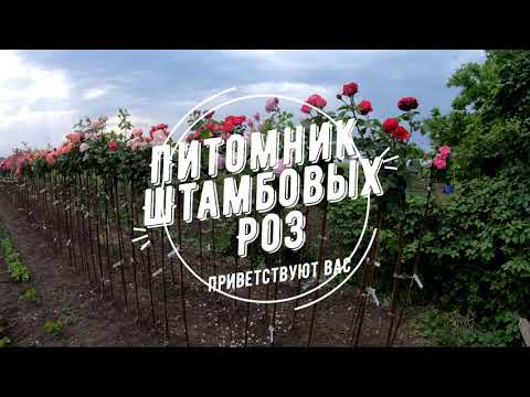 Видео: Штамбовые розы прогулка по питомнику!