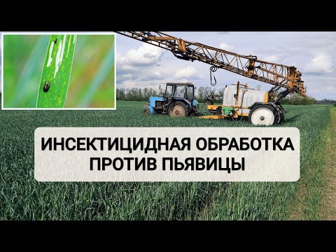 Видео: Боремся с пьявицей | Инсектицидная обработка | Озимая пшеница | 13 мая 2025
