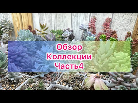 Видео: Суккуленты. Обзор коллекции. Часть4 #echeveria #succulent #цветыдлядома
