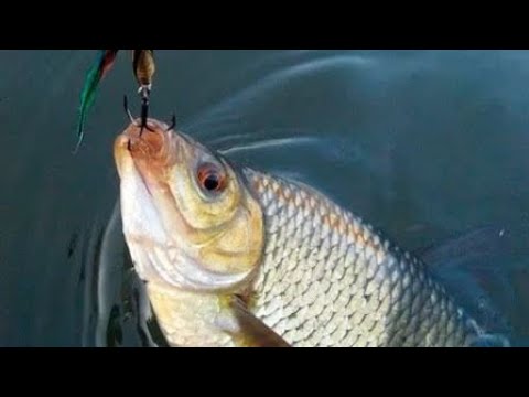 Видео: Демалыстағы балық аулау