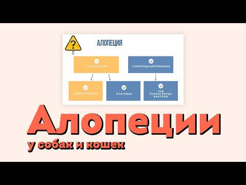 Видео: Алопеции у собак и кошек