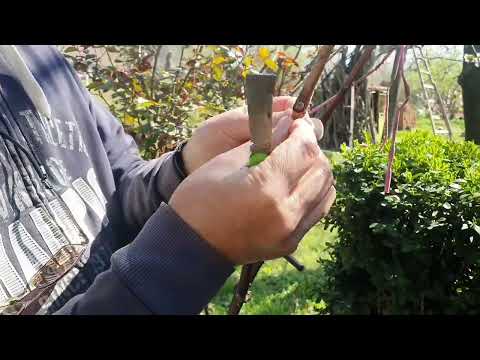 Видео: Размножаване на Лоза Грозде , чрез Ашладисване и чрез Отвод.