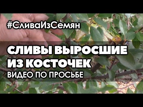 Видео: 🌿 Слива выросшая из косточки | Обзор 4-х летних слив и бонус в конце | Видео по просьбе подписчика