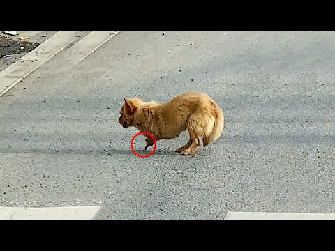 Видео: Бездомный щенок, опираясь на кость, поддерживающую его тело, осторожно переходит дорогу...