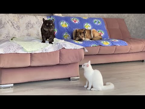 Видео: Жизнь животных на даче / 11 ноября  2025