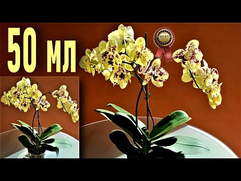 Видео: 50 МЛ ЧУДО-ПЮРЕ ДЛЯ ОРХИДЕИ! 2--5 ЦВЕТОНОСОВ, ДО 50 ЦВЕТОВ И УЙМА КОРНЕЙ! РАСКОЧЕГАРЬ ОРХИДЕИ ТАК!👍👍