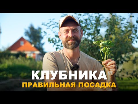 Видео: ЧТОБЫ КЛУБНИКА УРОДИЛА, ВАЖНА ПРАВИЛЬНАЯ ПОСАДКА. Когда и как правильно посадить клубнику.