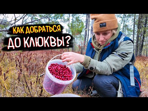 Видео: Как ДОБРАТЬСЯ до КЛЮКВЫ? Еле ВЫЕХАЛИ! 🤯 ЛАЙФХАК: Почему я выкинул салонный фильтр на зиму?