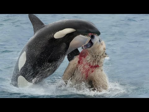 Видео: Безумные Битвы Животных Снятые на Камеру