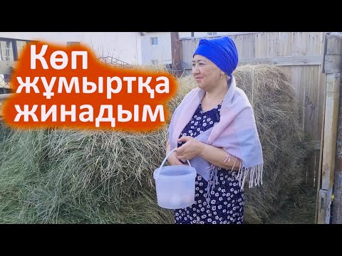 Видео: Тауық көп жұмыртқа беруі үшін не беру керек. Тауық жұмыртқасы