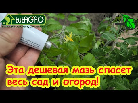 Видео: ЛИЧИНКИ ХРУЩА, МЕДВЕДКИ и МУРАВЬИ в ТЕПЛИЦЕ и на ГРЯДКАХ: как будем бороться?