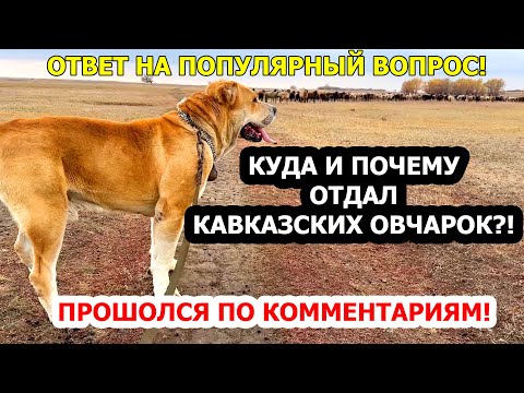 Видео: Куда и почему дел кавказский овчарок Руту и Гризли?! Ответ на популярный комментарий!