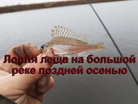 Видео: Ловля леща на большой реке поздней осенью