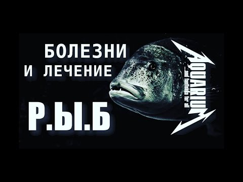 Видео: Болезни и лечение рыб`ок