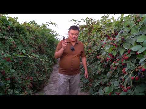 Видео: Такой урожай ежевики вы еще не видели! Лучший сорт для Кыргызстана. Первый раз вижу!