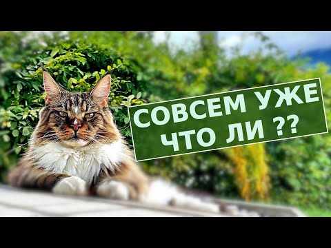Видео: Австрия, коты и  коммунисты