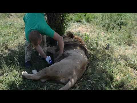 Видео: Встреча со львами ВИТЕЙ , ФИЛЕЙ и МАРСЕЛЕМ !