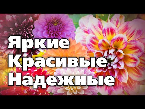 Видео: Замечательные сорта георгинов. ТОП - 13 красивых и надежных