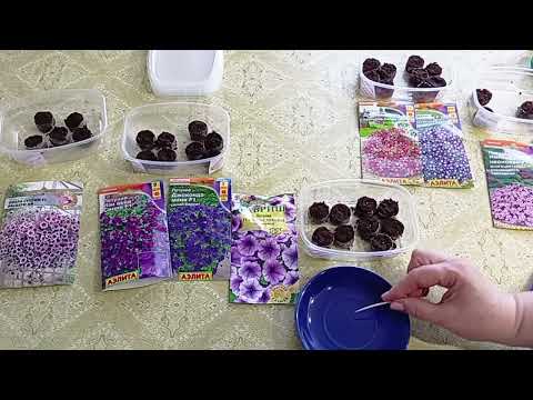 Видео: Ранний посев каскадной и ампельной петунии сдвигает сроки цветения на более ранние.15.01.2023