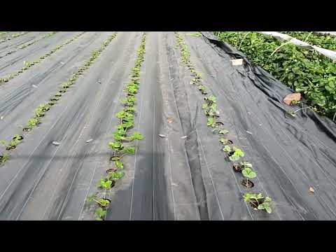 Видео: Сорт земляники Ания итог сезона 2024