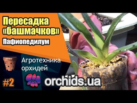 Видео: Как пересадить пафиопедилум (Paphiopedilum). Посадка "башмачков".