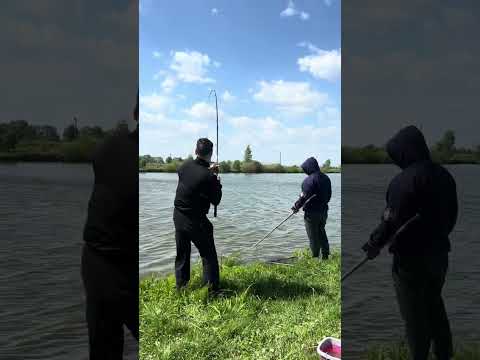 Видео: Рибалка відпочинок платнік Броварський район! Бровари 2024 коропова риболовля! Короп! Карп! Сазан