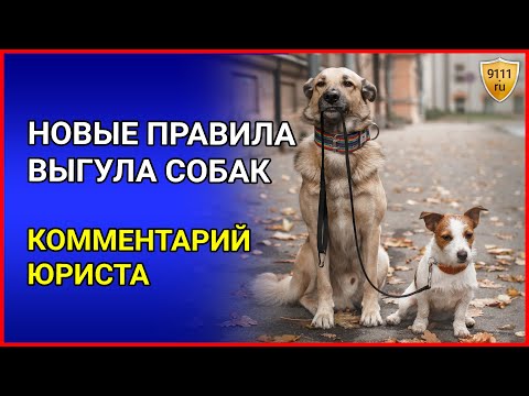 Видео: НОВЫЕ ПРАВИЛА выгула собак. Комментарии юриста. Выгул собак в наморднике. Закон о выгуле собак