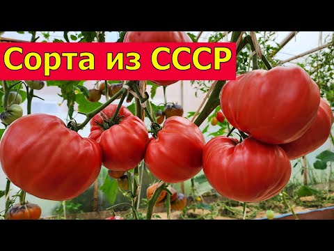 Видео: Старые СОВЕТСКИЕ СОРТА ПОМИДОРОВ с НАСТОЯЩИМ ВКУСОМ