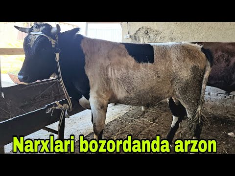 Видео: ULUG'BEK akamizga har galgiday bir aksiya bor narxlari zo'r bo'ldi 9 октября 2025 г.