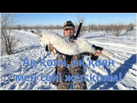 Видео: Ақтөбенің ірі қоянына аңшылық | Охота на крупных зайцев Актюбинска