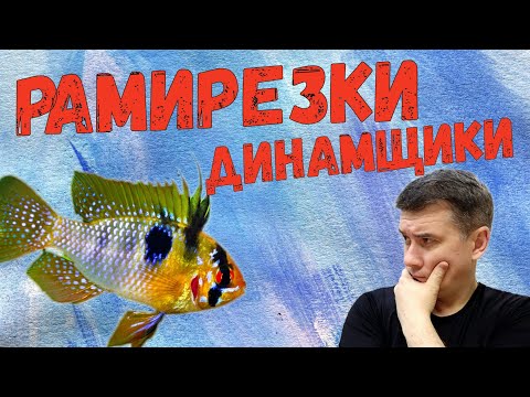 Видео: Рамирезки динамщики / Апистограмма Рамирези / Apistogramma ramirezi