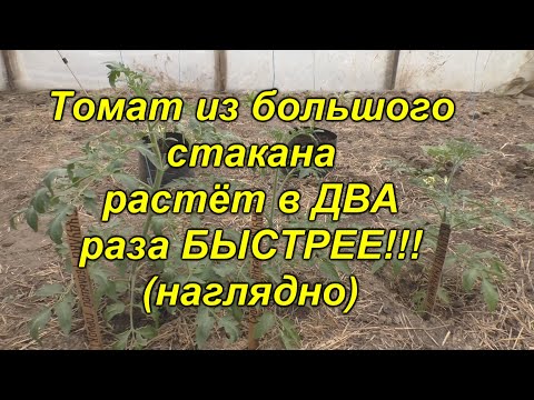 Видео: Это стоит увидеть - томат из большого стакана растёт в ДВА(!!!) раза быстрее!