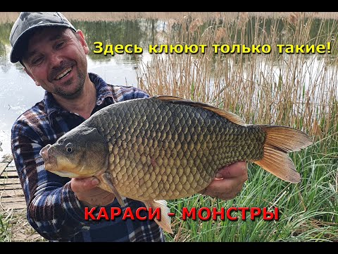 Видео: Караси-МОНСТРЫ! Рыбалка на КАРАСЯ в зарослях тростника