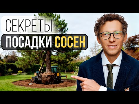Видео: Как профессионалы сажают СОСНЫ: от деревьев за 20 тысяч рублей до гигантов за миллионы
