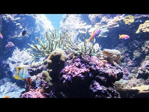 Видео: Aquarium Berlin - Берлинский зоопарк - аквариум