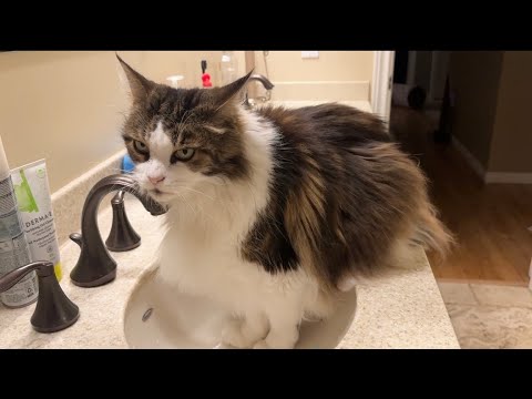 Видео: Локи играет, когда Луны нет дома 😲 Кошачьи проделки