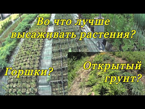 Видео: Во что лучше высаживать укорененные черенки декоративных растений... Горшки или открытый грунт?