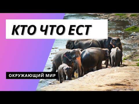 Видео: Тема урока: "Кто что ест" Окружающий мир 3 класс