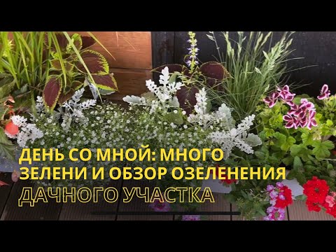 Видео: Один день со мной: много красивых пейзажей и обзор ландшафтного озеленения на даче🌿