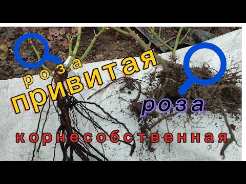 Видео: Главное  отличие  посадки  привитой  розы  от  посадки  корнесобственной  . А  Вы в курсе  ?