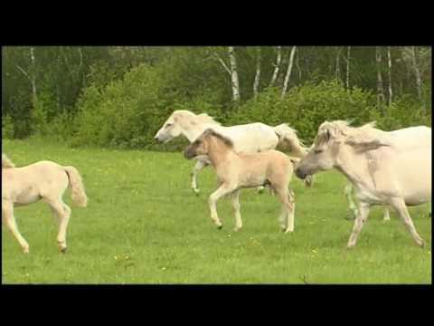 Видео: Өйдөөх оҕо