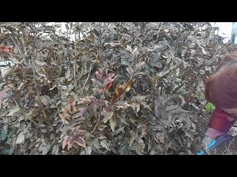 Видео: Весенняя обрезка магонии падуболистной