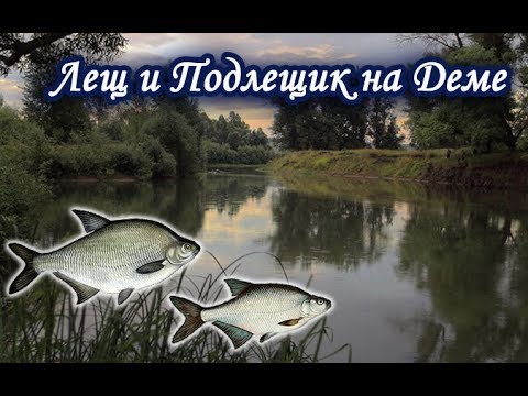 Видео: Ловим Леща и Подлещика на Деме. Русская Рыбалка 3.99.