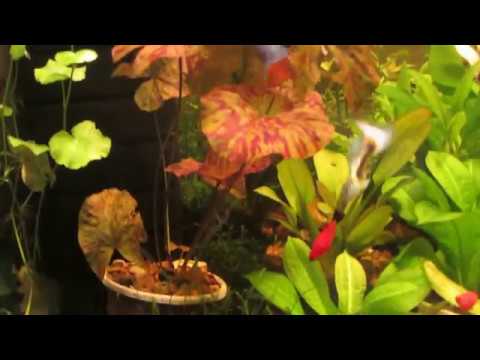 Видео: Нимфея тигровая и клубневая. (Колхозная агрономия.)