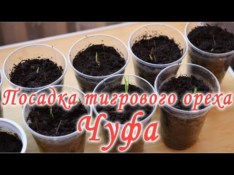 Видео: Посадка тигрового ореха.  Выращиваем Чуфу.